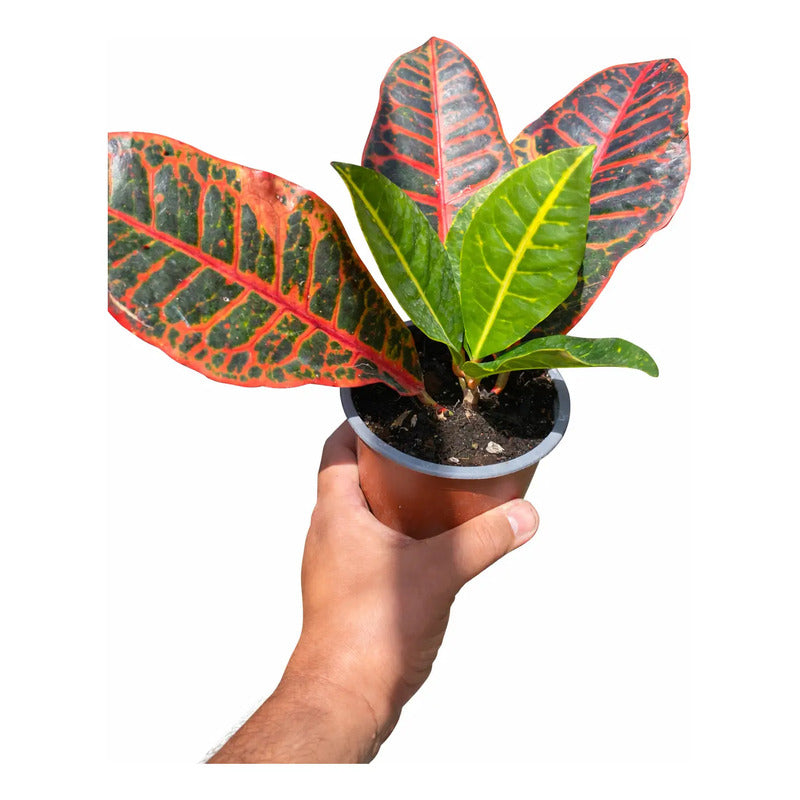 Planta Croton 20 Cm, Ideal Para Interiores Y Decoración