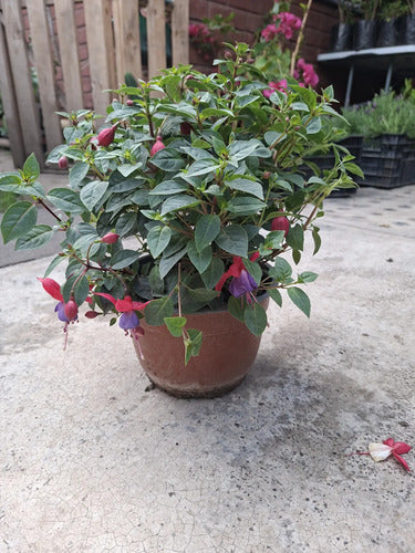 Fucsia / Chilco / Bailarina Planta Colgante