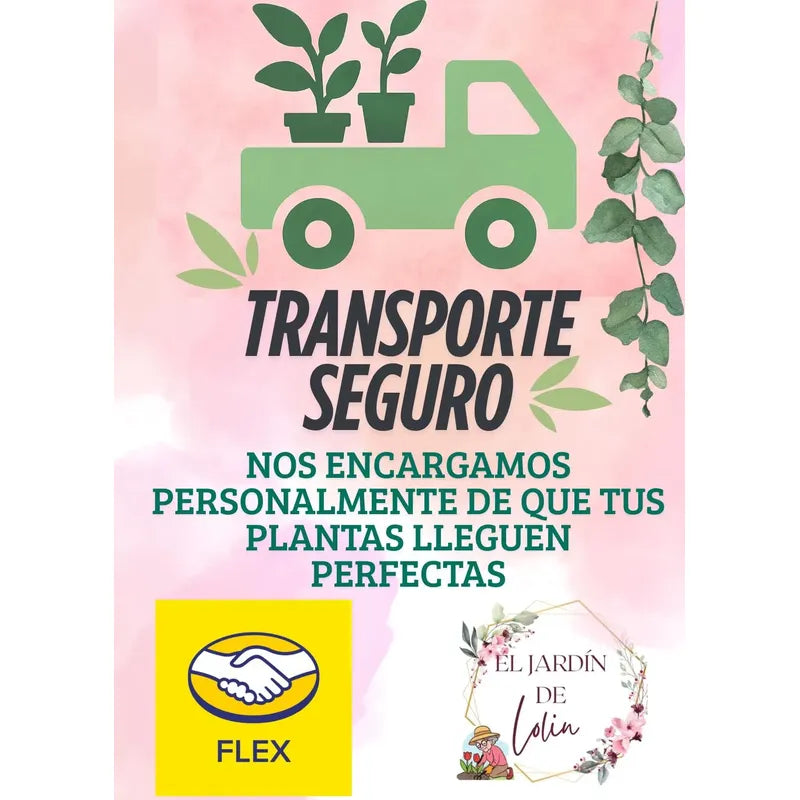 Helecho Davallia Pata de Conejo con Maceta