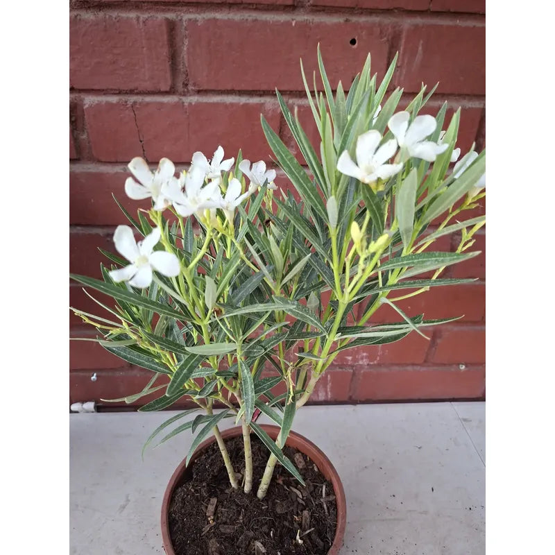 Laurel Enano Con Flor Blanco