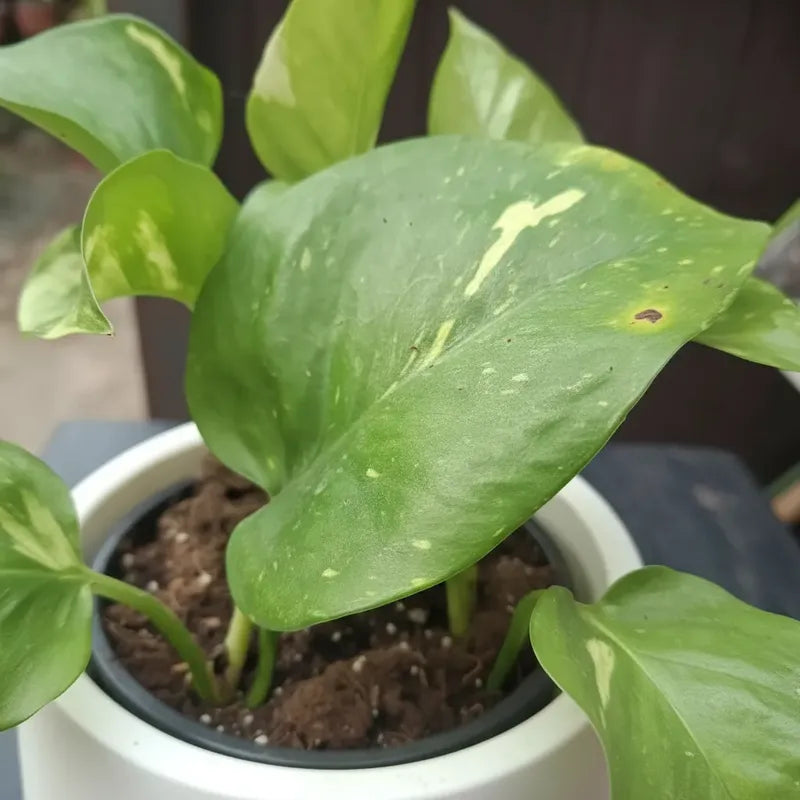 Scindapsus Potus Golden Planta Interior Purificadora Macetero Blanco