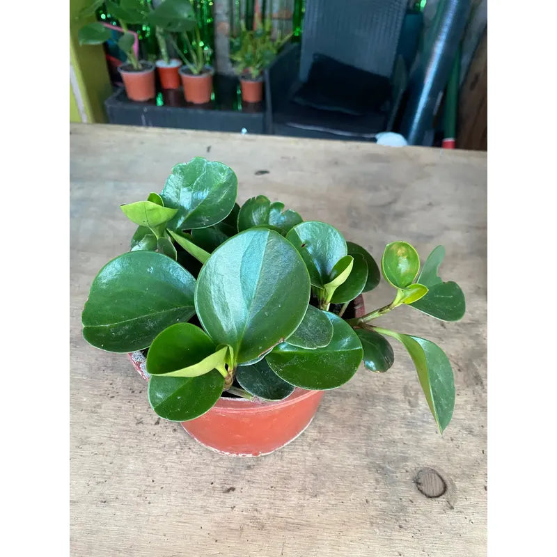 Peperomia Verde Planta De Interior
