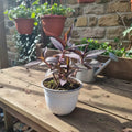 Tradescantia Pallida Purpurina Purpurina