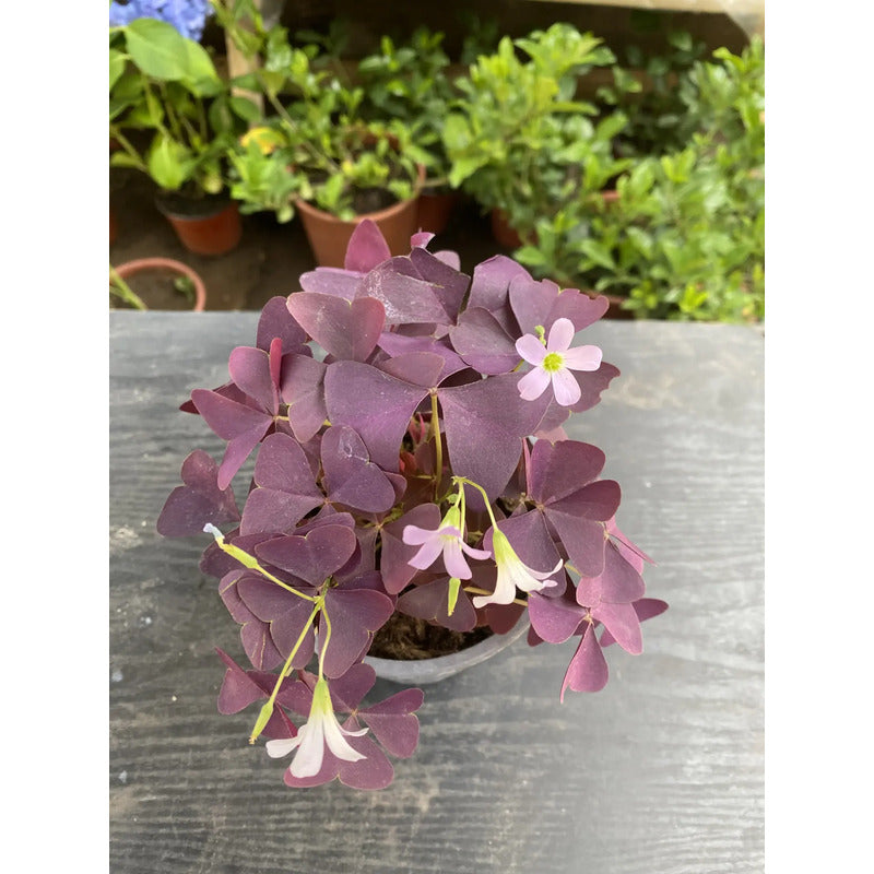 Oxalis Triangularis Trébol Morado