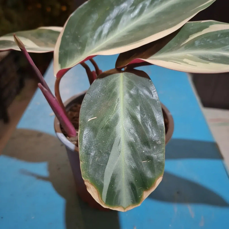 Calathea/ Stromanthe Triostar Planta Interior