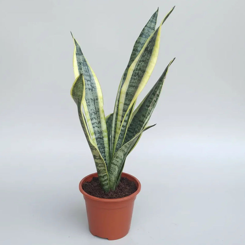 Sansevieria Laurentii Grande Varias Hojas /lengua De Suegra
