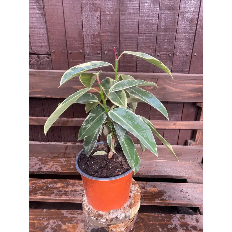 Gomero Tineke(variegado)
