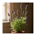 Lavanda Francesa Planta Aromática