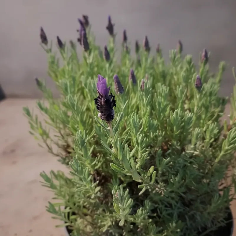 Lavanda Stoecha Grande