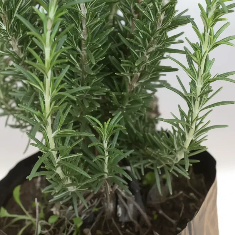 Romero Grande/hierba Aromática Medicinal
