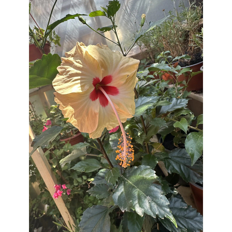 Hibisco Flor De Jamaica Árbol Ornamental
