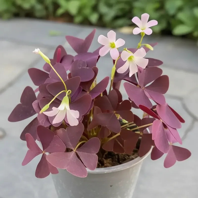 Oxalis Triangularis Trébol Morado