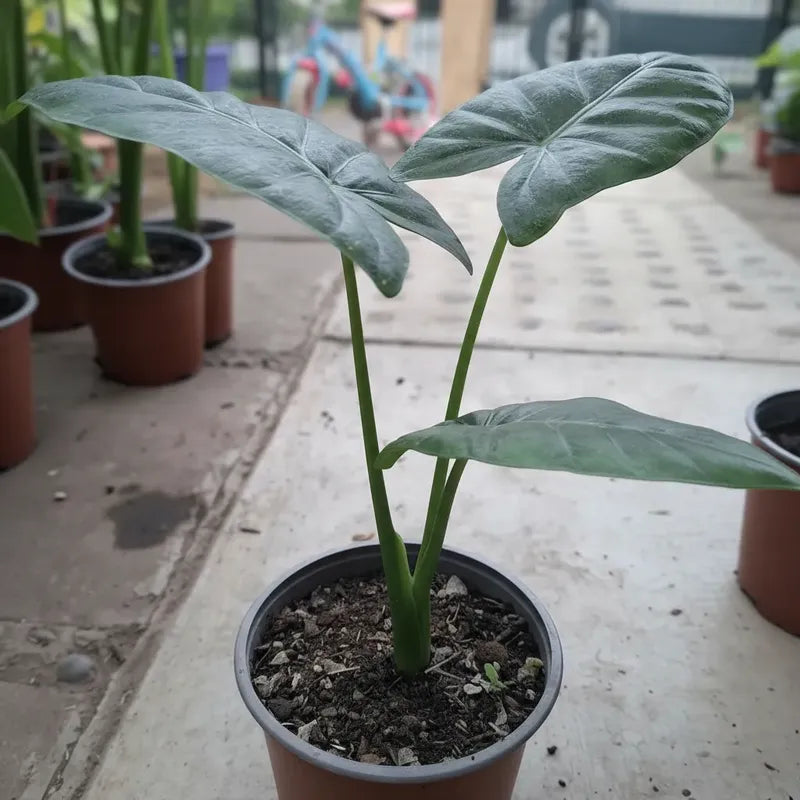 Manto De Eva 20cm Alocasia Macrorrhiza