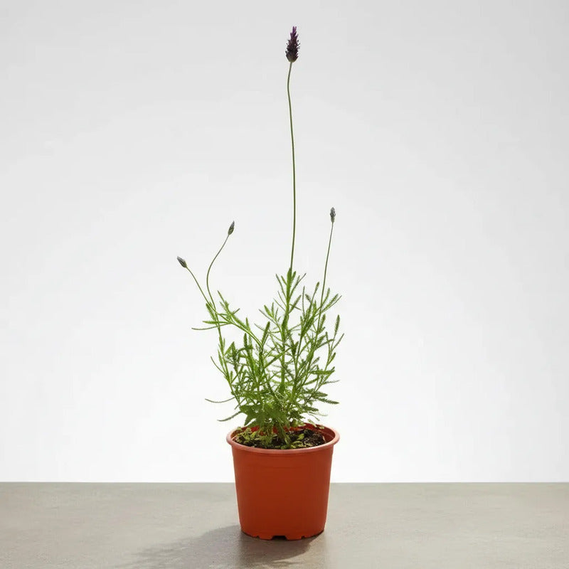 Lavanda Francesa Planta Aromática