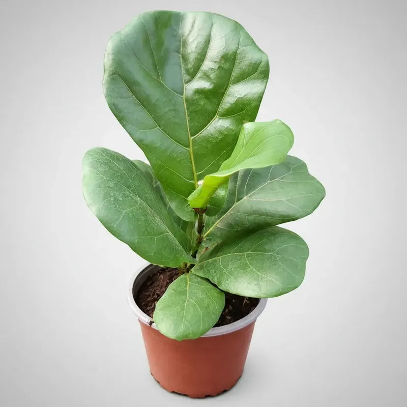 Ficus Lyrata Pequeño/ Gomero Pera Planta De Interior