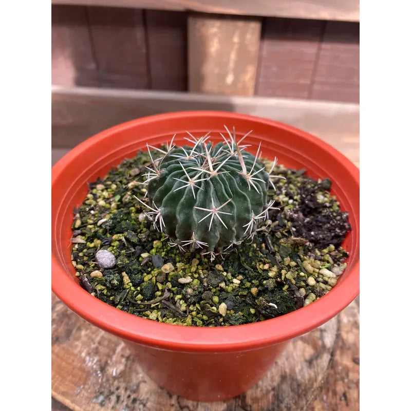 Cactus Colección Stenocactus/no Envío A Regiones