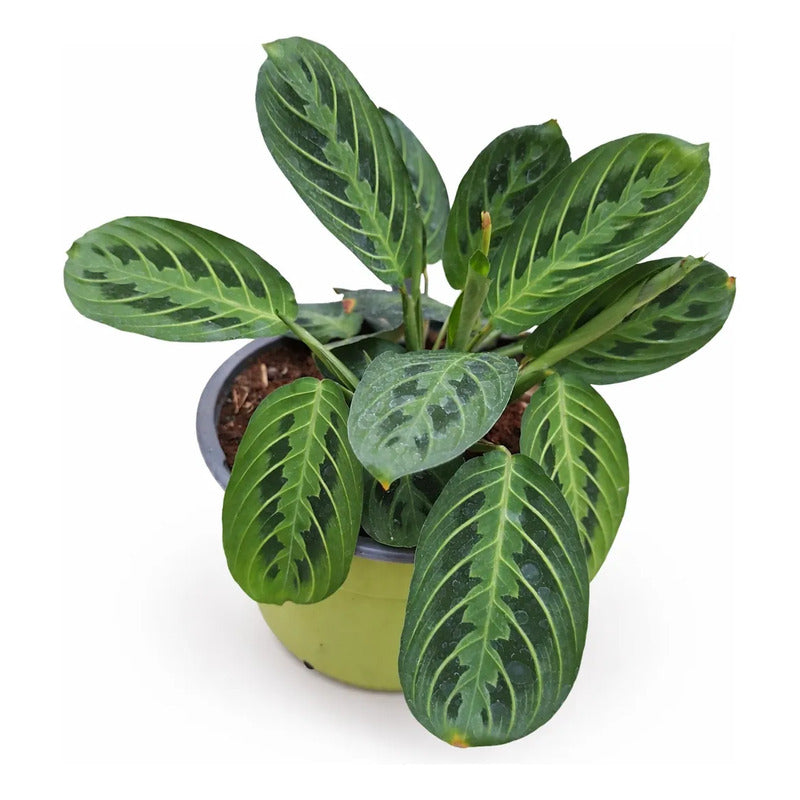 Maranta Lemon Lime Planta De Interior