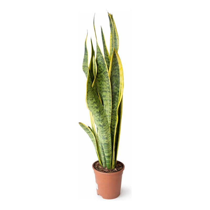 Sansevieria Laurentii Gigante Lengua De Suegra Suculenta