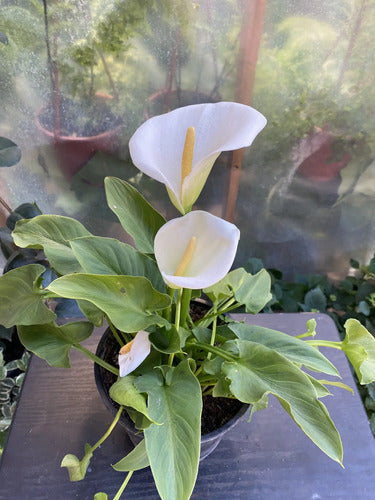 Cala Blanca Ornamental 40 Cm