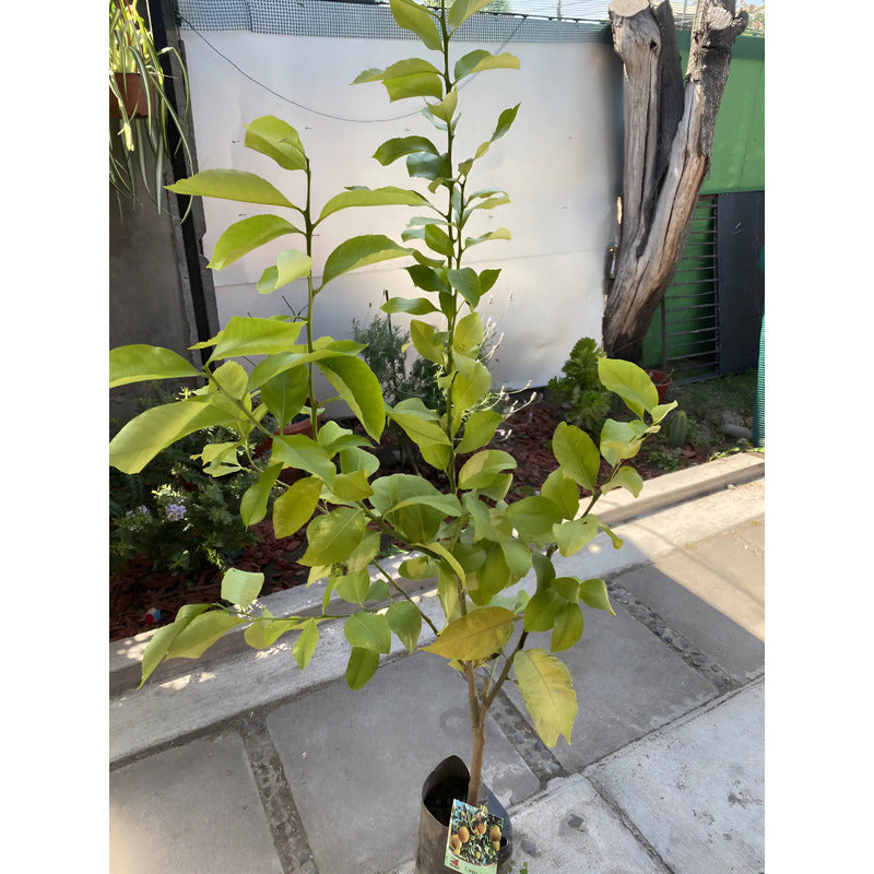 Limón Árbol Frutal