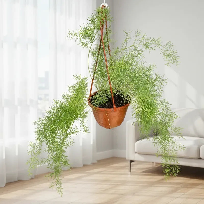 Helecho Esparrago Planta Colgante