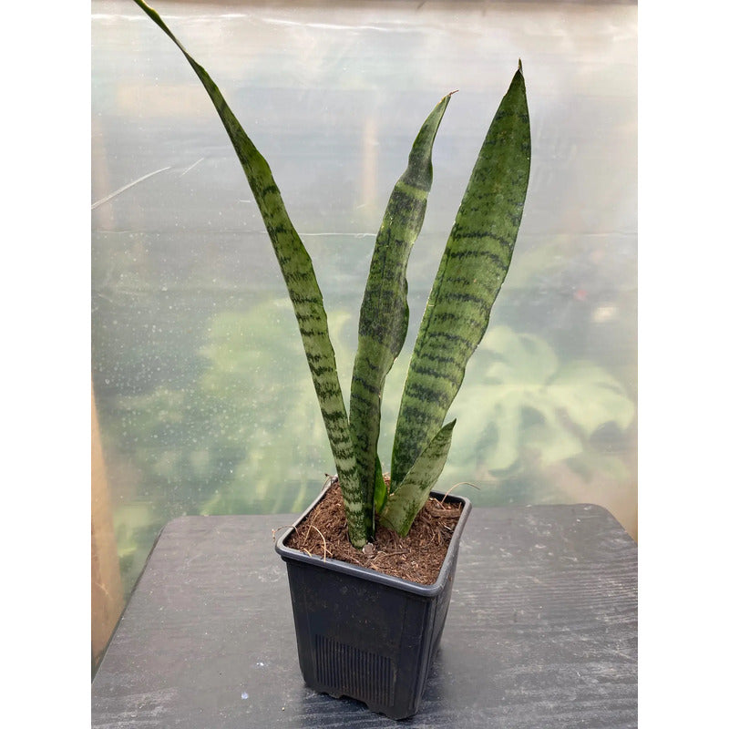 Sansevieria Zeylanica Planta De Interior Lengua De Suegra