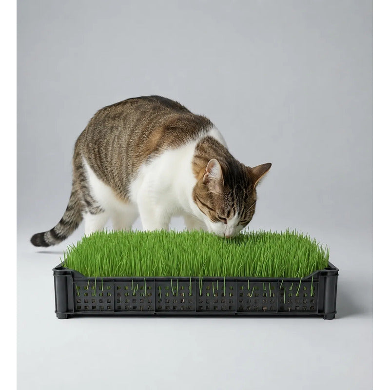 Pasto Para Gatos Hierba Gatera Grande