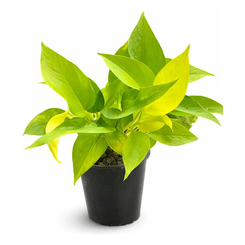 Scindapsus Lemon/neon Potus/pothus Planta Trepadora