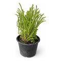 Crassula Muscosa Suculenta Colección