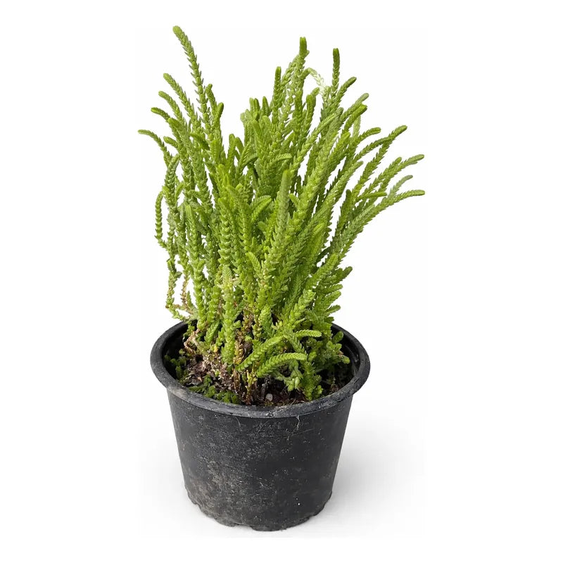 Crassula Muscosa Suculenta Colección