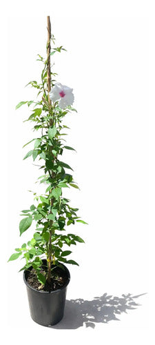 Bignonia/ Copa De Vino /enredadera Planta Trepadora