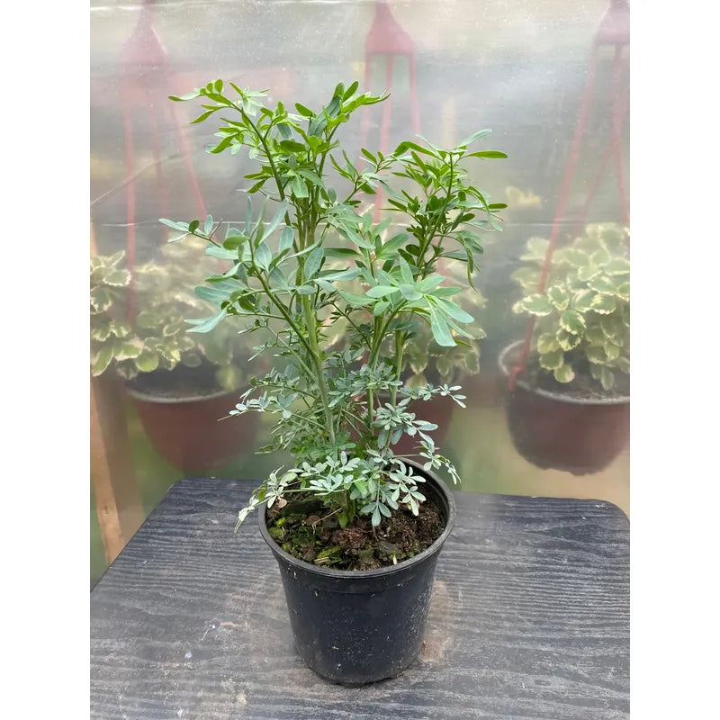 Ruda Planta Medicinal Y Protectora