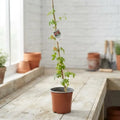 Enredadera Pasiflora Planta Trepadora