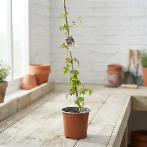 Enredadera Pasiflora Planta Trepadora