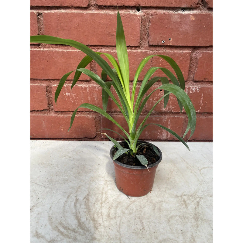 Yuca Punta Palmera Interior 30cm Agua