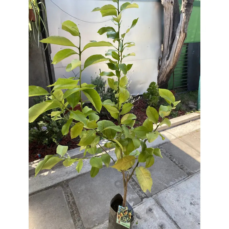 Limón Árbol Frutal