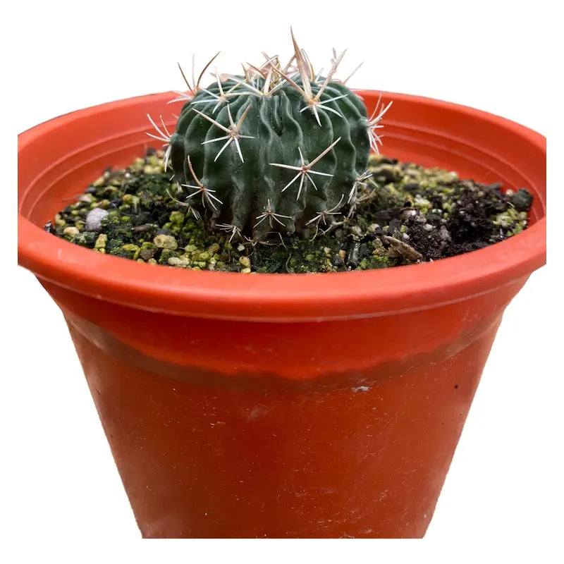 Cactus Colección Stenocactus/no Envío A Regiones