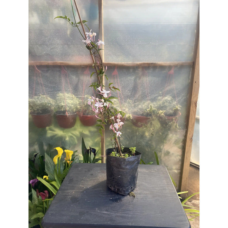 Jazmin Polyanthum/poleanta Jazmin Chino Enredadera Aromatica Blanco