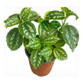 Pilea Planta Interior Ornamental