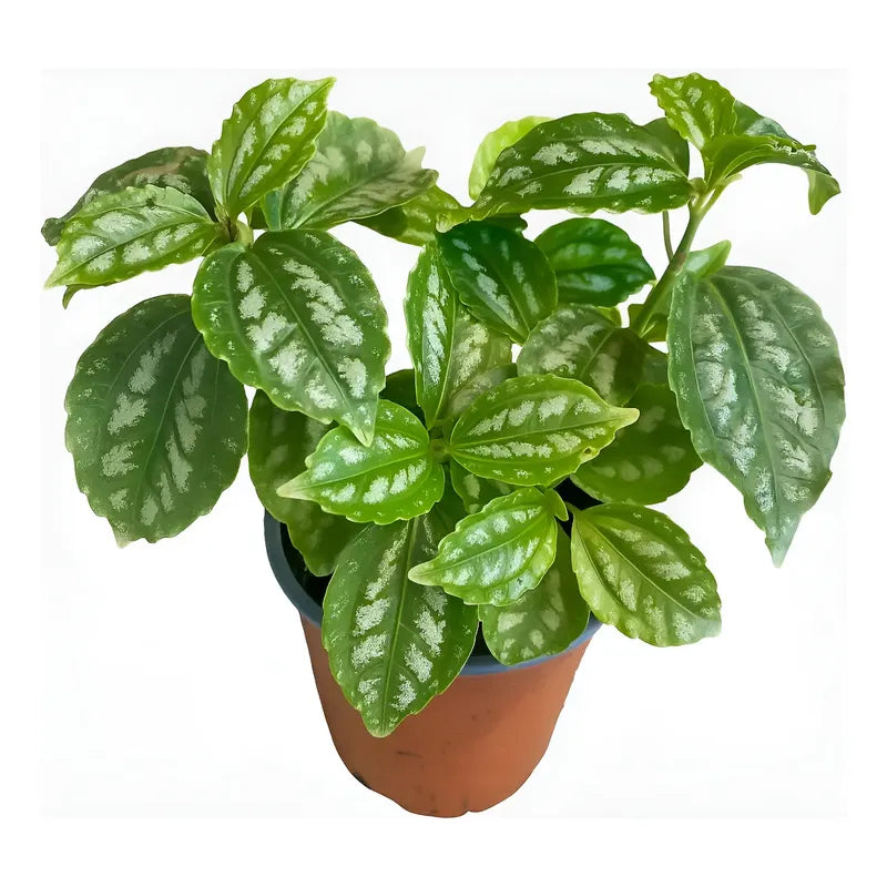 Pilea Planta Interior Ornamental