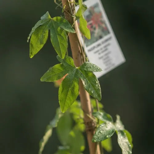 Enredadera Pasiflora Planta Trepadora