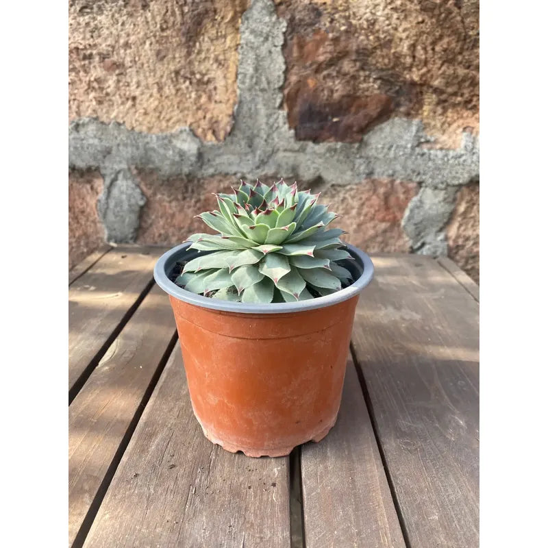 Suculenta Uñas De Señorita Sempervivum Calcareum
