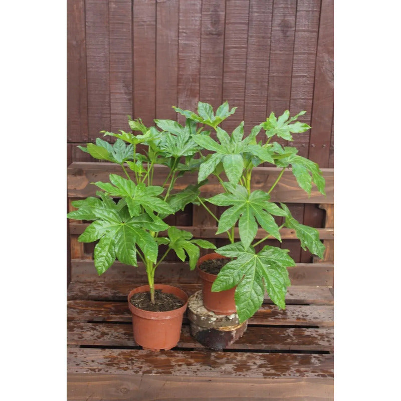 Aralia Japonica Pequeña