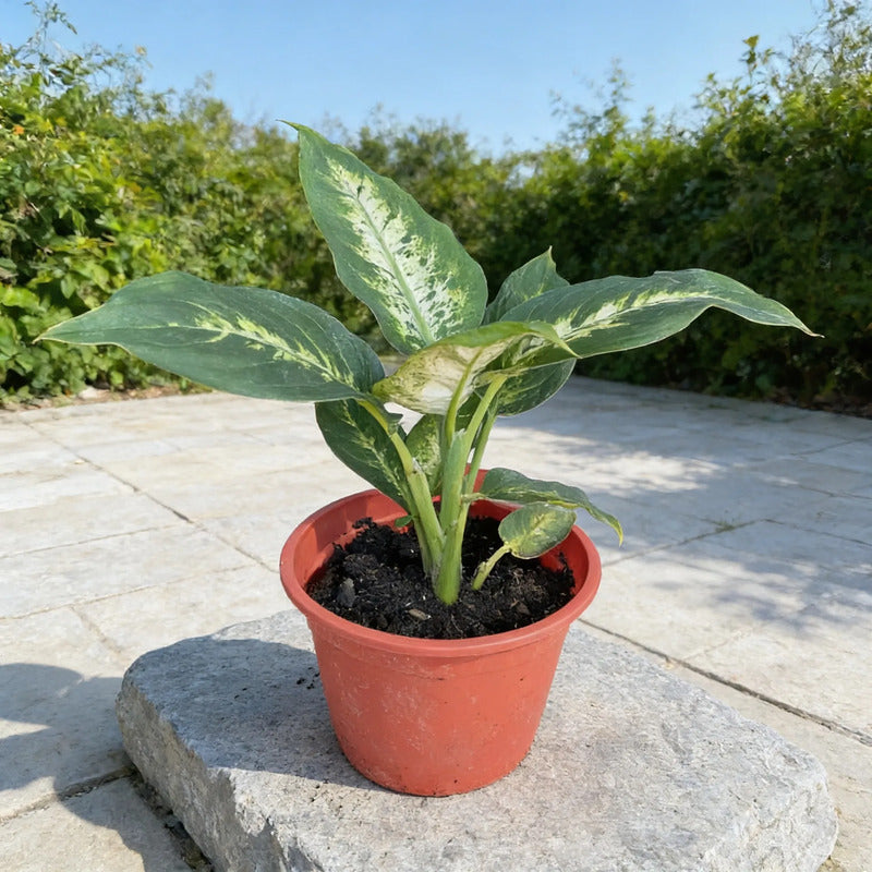 Dieffenbachia Planta De Interior Ornamental