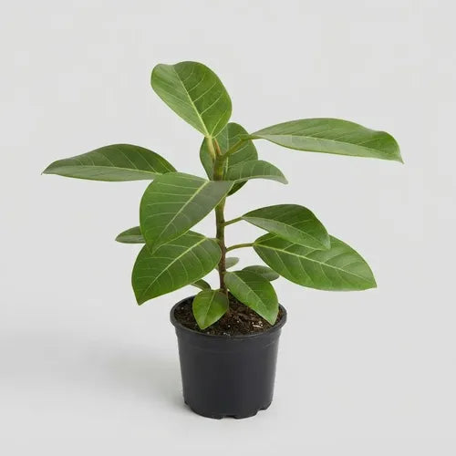 Gomero Altissima Ficus Variedades