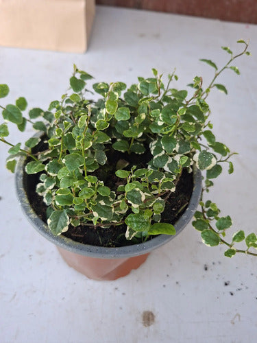 Ficus Repens Variegado Planta Trepadora