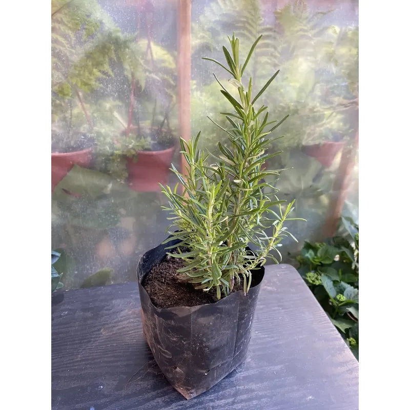 Romero Pequeño/hierba Aromatica