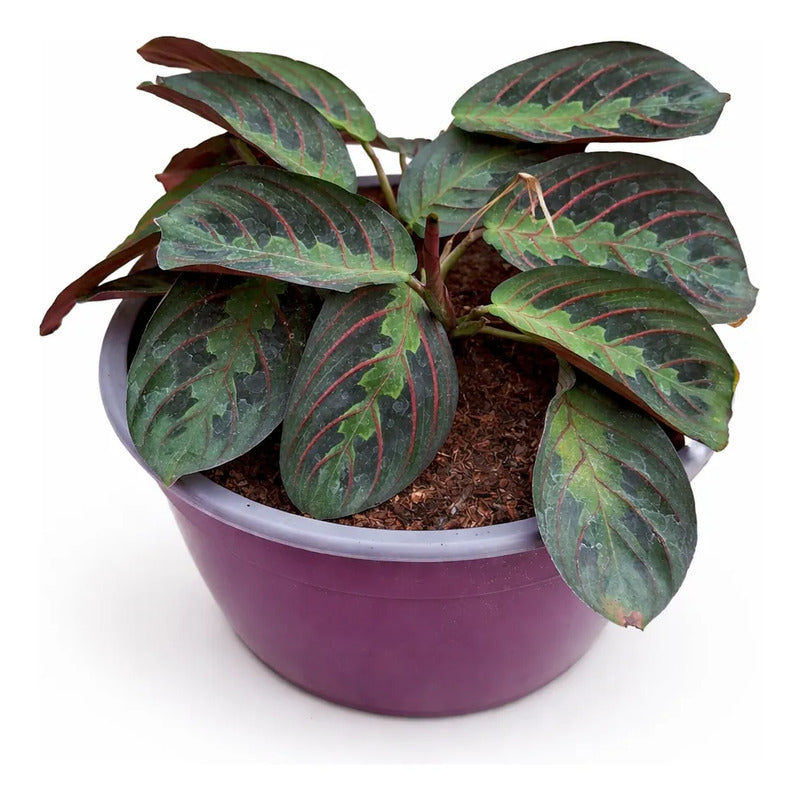 Maranta Leuconeura/no Envío A Regiones