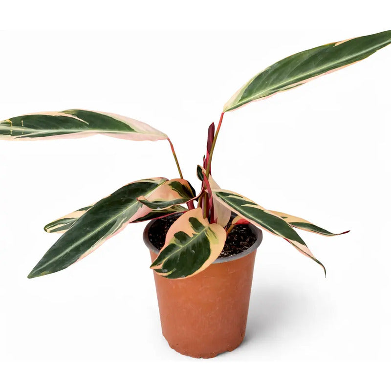 Calathea/ Stromanthe Triostar Planta Interior