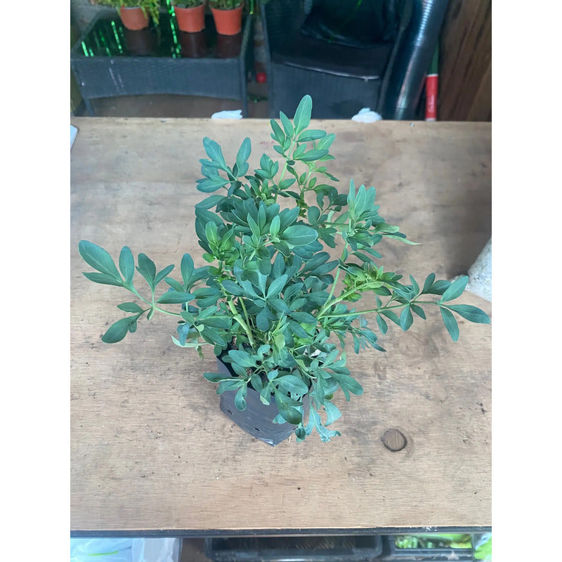 Ruda Pequeña Planta De Protección